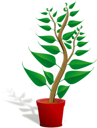 在盆栽绿色高大的植物