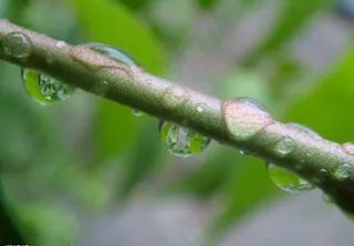 雨后树枝水滴图片