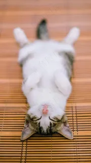 高清懒猫仰躺图 高清懒猫仰躺图