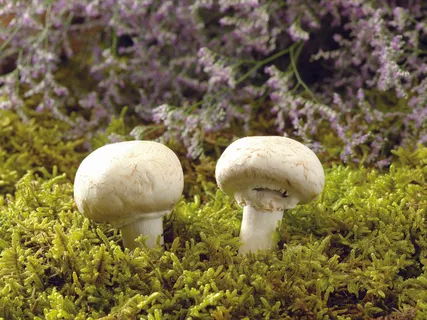 长在草地里的蘑菇 长在草地里的蘑菇