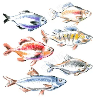 手绘金鱼图案插画