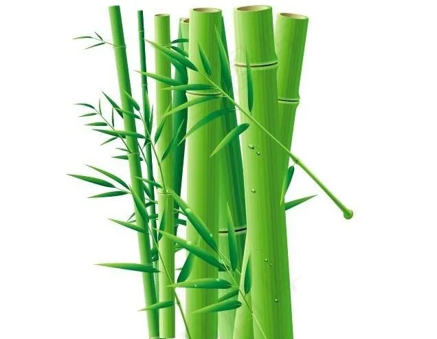 竹子图片ai矢量模版下载