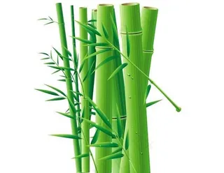 竹子图片