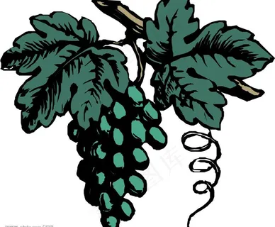 矢量葡萄图片