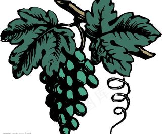 矢量葡萄图片