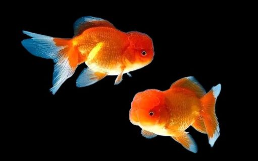 金鱼免抠素材PSD分层