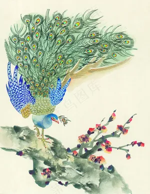 孔雀梅花