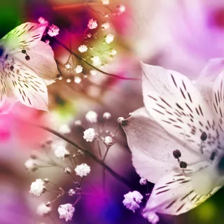 梦幻花卉浴室洗手间卧室3D地板