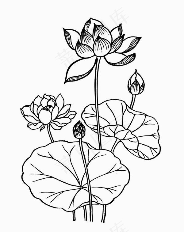 荷花矢量图片