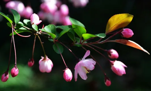 海棠花图片 海棠花图片