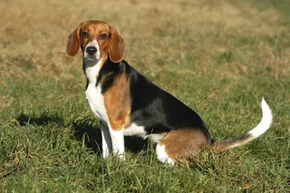 可爱的宠物狗图片