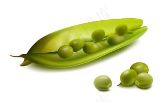 新鲜豌豆矢量素材