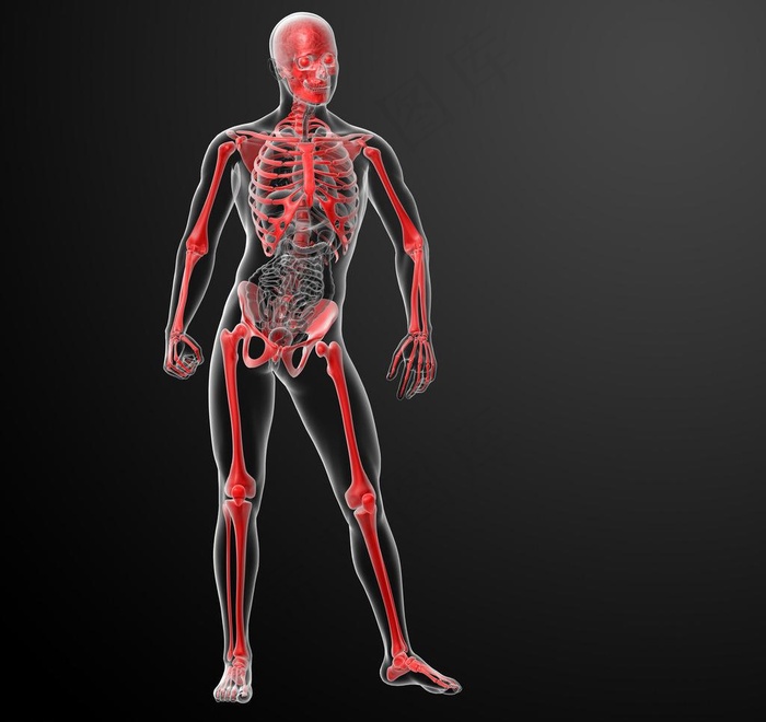 人体肌肉骨骼结构图片