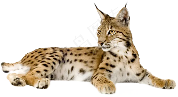 猎豹非洲大草原野生动物png图片psd模版下载