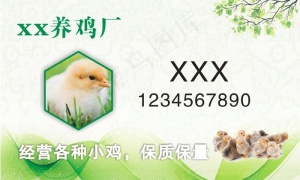 绿色小鸡名片