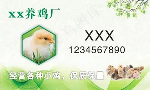 绿色小鸡名片