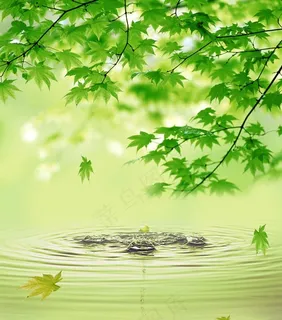 清幽 水滴 树叶 水波纹图片