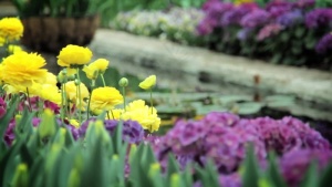 春天的花朵的花园游泳池运动背景 视频免费下载