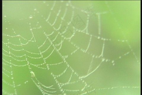 蜘蛛网素材下载
