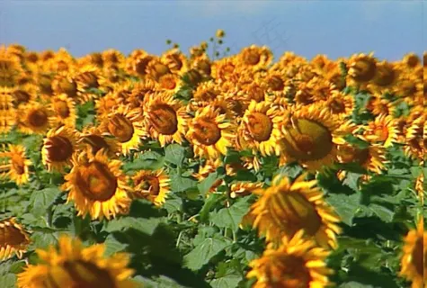 花朵素材下载 花朵素材下载