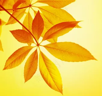 阳光下的叶子高清图片