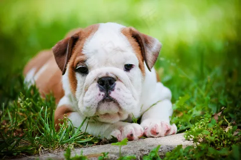 英国斗牛犬图片 英国斗牛犬图片