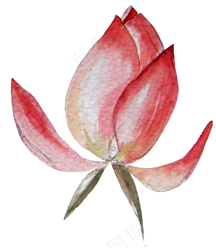 热带花鸟水彩PNG免抠素材(884X1018)