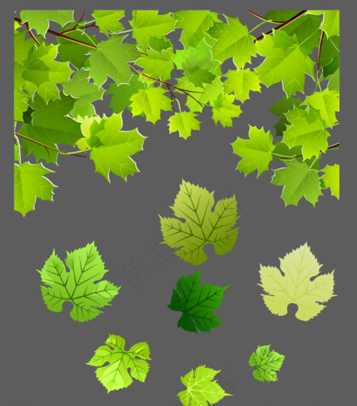 矢量枫叶 葡萄叶图片