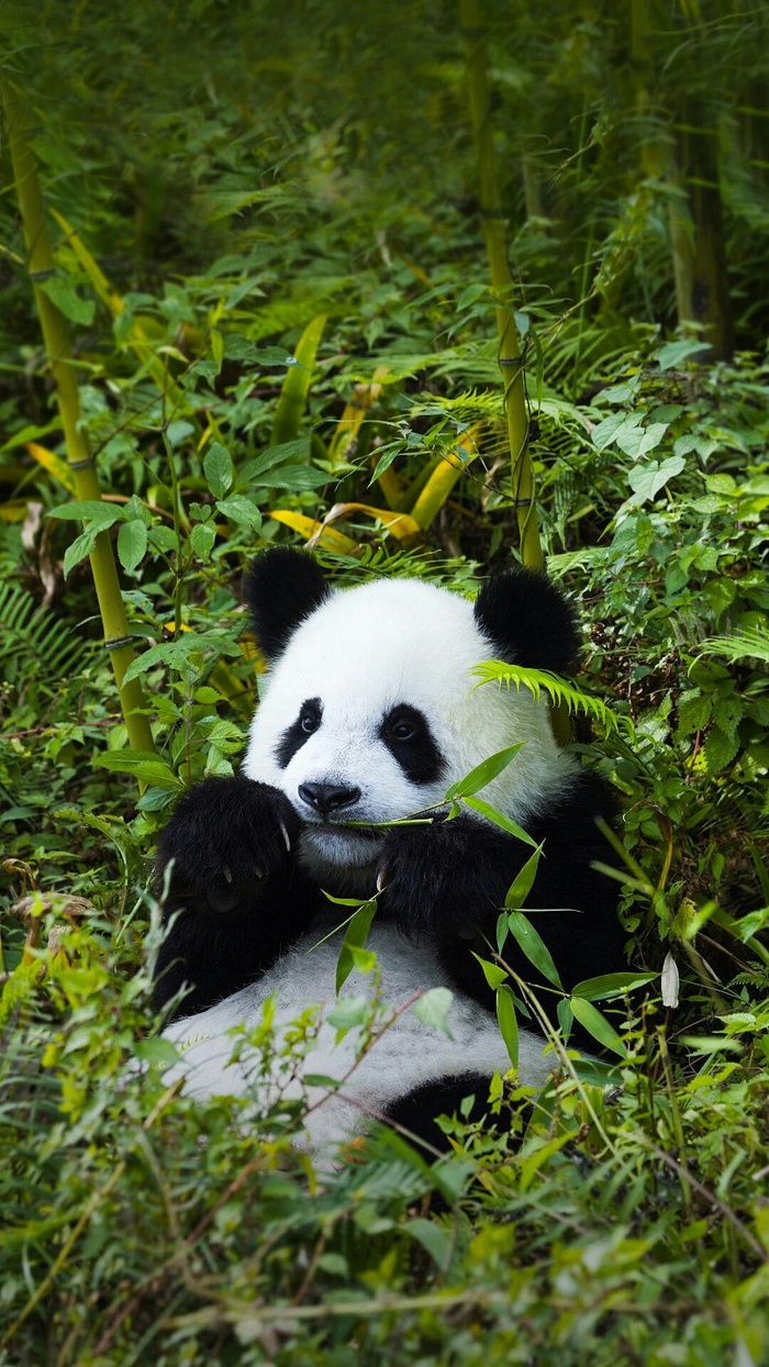 吃竹子的熊猫高清摄影图片