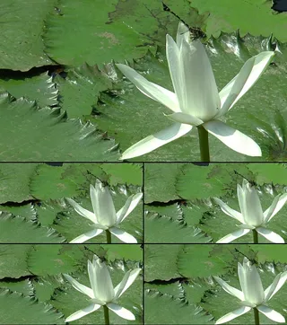 池塘盛开的莲花