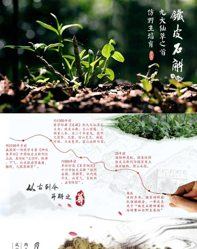 铁皮石斛(790X9750(DPI:72))psd模版下载
