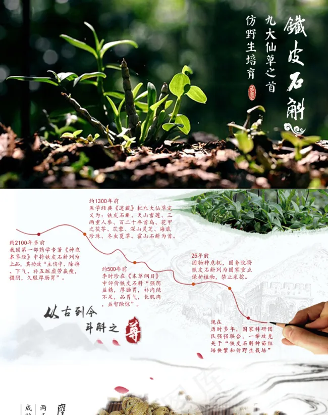 铁皮石斛(790X9750(DPI:72))psd模版下载