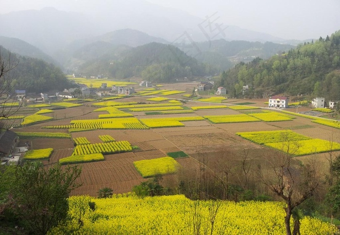 春天的油菜花图片