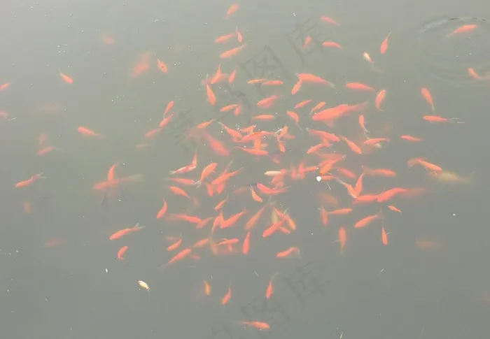 金鱼图片