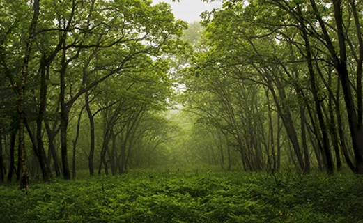 绿树 森林 阳光