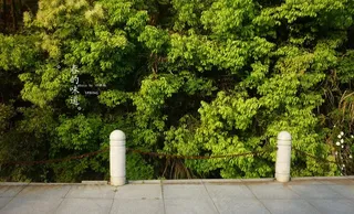 春天之绿色树丛图片