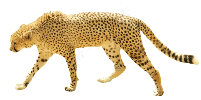 斑点豹png免抠素材透明元素psd模版下载