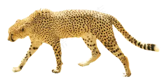 斑点豹png免抠素材透明元素