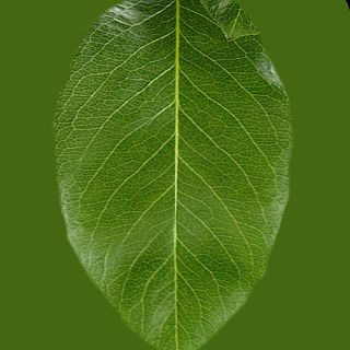 铁艺花架模型 铁艺花架模型