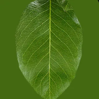 铁艺花架模型 铁艺花架模型