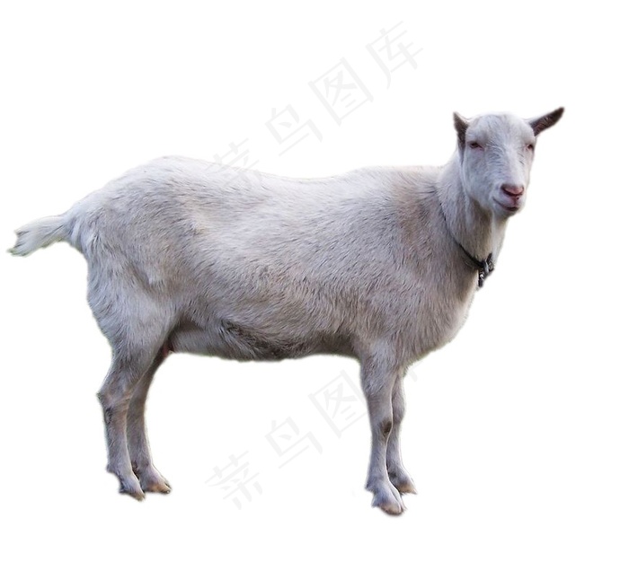 羊免抠素材PSD分层 