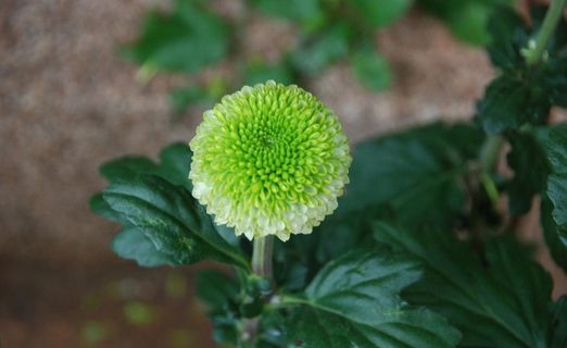 昆明大观楼金秋菊花展摄影图片