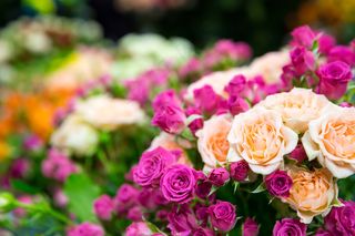 粉色玫瑰花静物设计素材