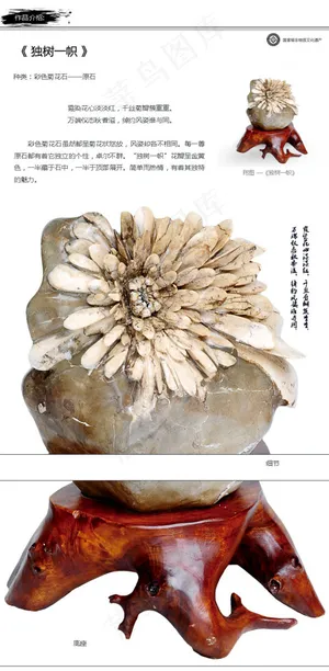 菊花石展示页 菊花石展示页