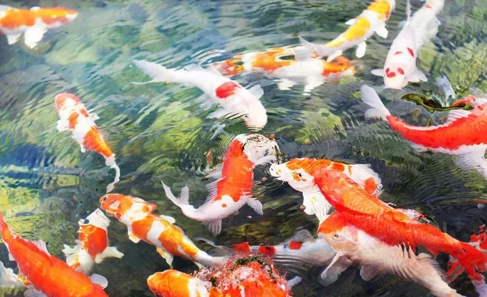 鲤鱼戏水图片