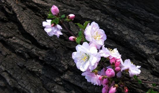 白色粉色五月桃花 白色粉色五月桃花