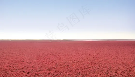 红海滩图片