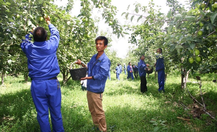 采摘早酥梨图片
