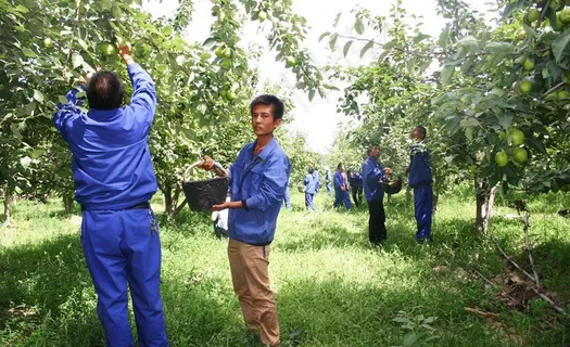 采摘早酥梨图片 采摘早酥梨图片