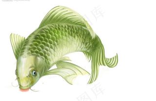 可人乖乖鱼图片